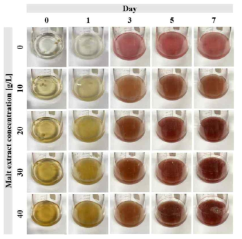 Malt extract 농도에 따른 배지색 변화 관찰