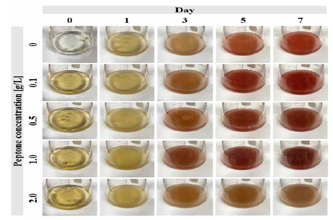 Peptone 농도에 따른 배지색 변화 관찰