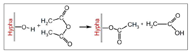 Acetylation treatment의 메커니즘