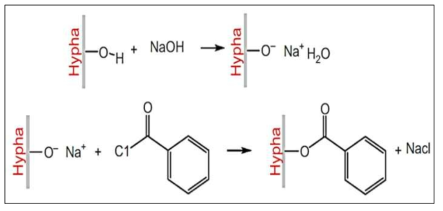 Benzoylation treatment의 메커니즘