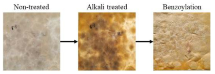 균사체 매트 benzoylation 처리