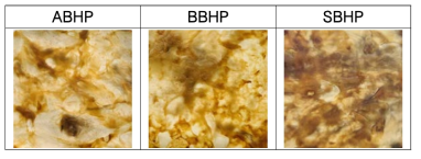 표면 개질된 균사체 매트별 beezwax 코팅 처리 및 열압착