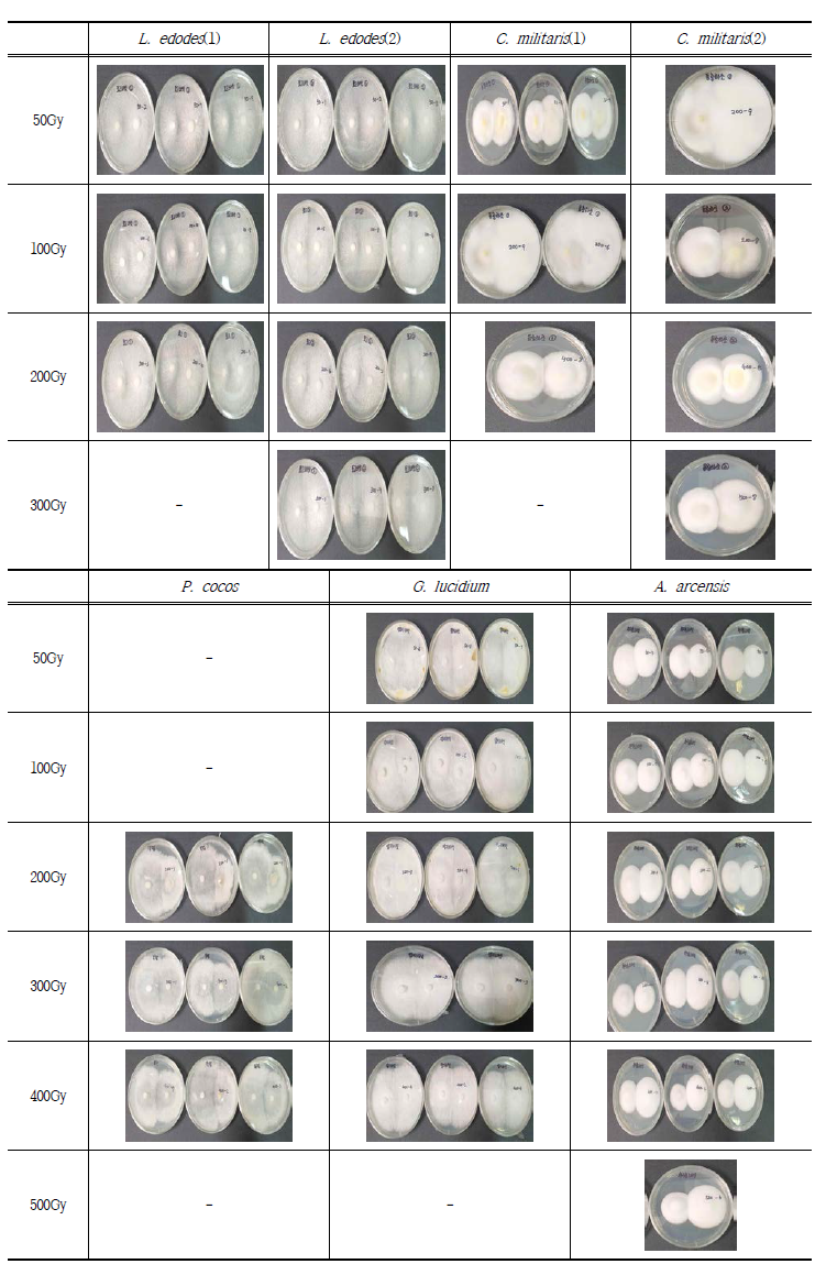 모균주와 감마선 조사 후 분리한 변이주의 대치배양 결과 (계속)