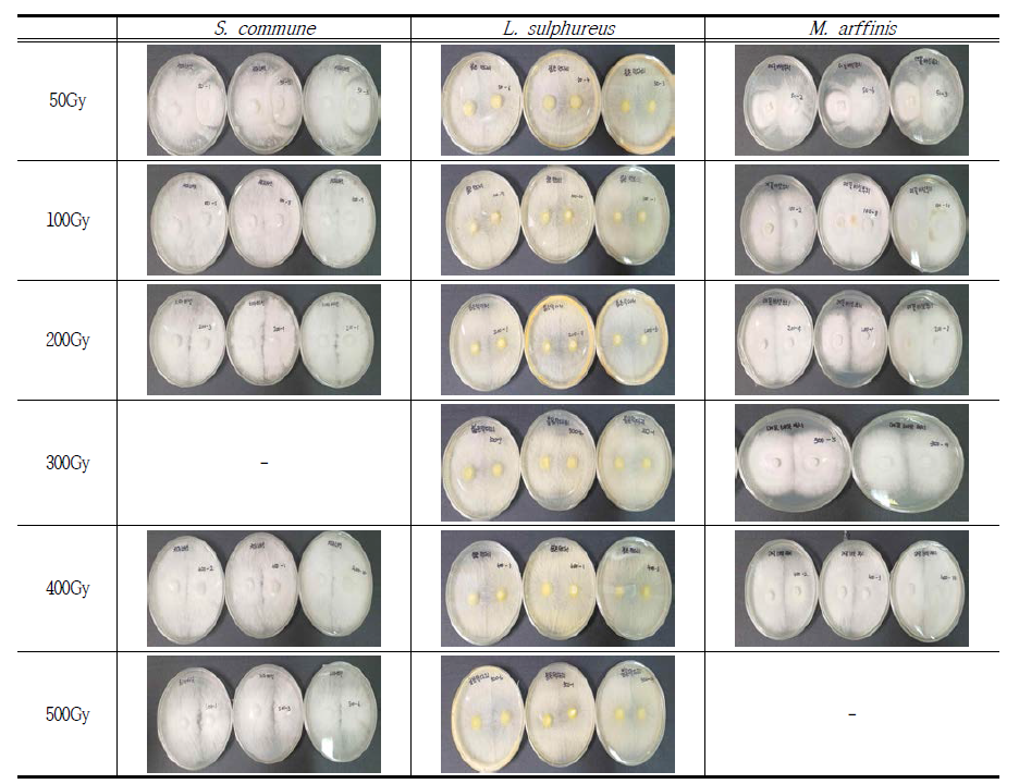 모균주와 감마선 조사 후 분리한 변이주의 대치배양 결과