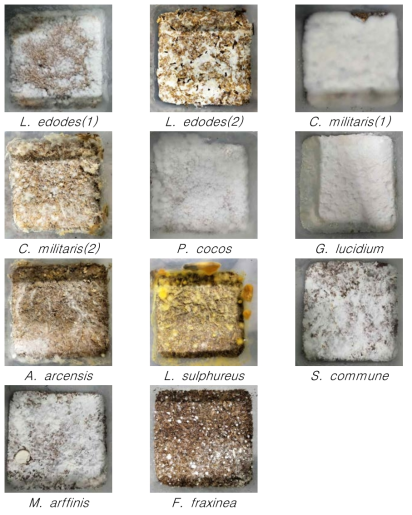 균주 별 톱밥배지 배양 특성 조사