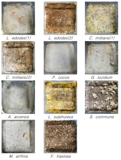 균주 별 톱밥배지 배양 시 균사체 형성 특성 조사