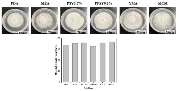 구름버섯의 2차원 배양시 배지에 따른 균사체 성장
