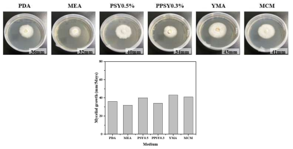 메꽃버섯붙이의 2차원 배양시 배지에 따른 균사체 성장