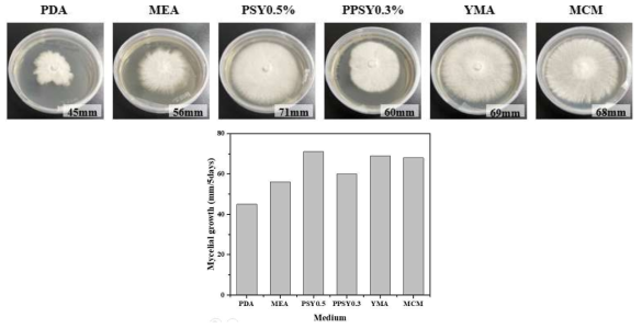 영지버섯의 2차원 배양시 배지에 따른 균사체 성장