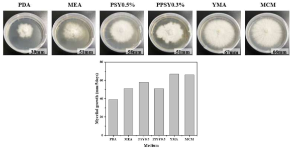 치마버섯의 2차원 배양시 배지에 따른 균사체 성장