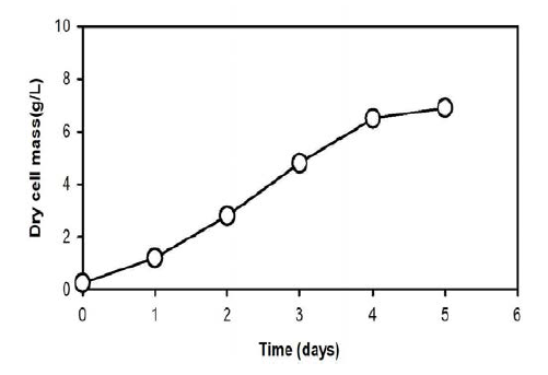 아까시재목버섯 균사체의 bubble column 배양 시간에 대한 dry cell mass (PSY0.5% 배지)