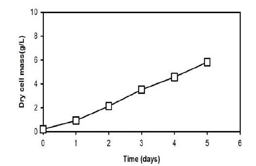 아까시재목버섯 균사체의 bubble column 배양 시간에 대한 dry cell mass (MEA 배지)