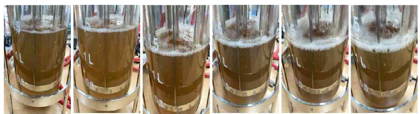 Stirred tank 배양기를 이용한 소나무잔나비버섯의 균사체 배양