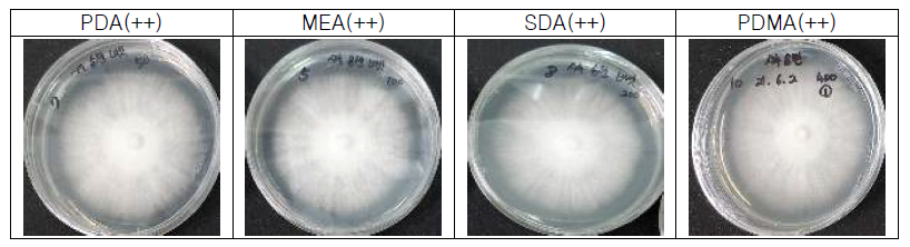 시루송편버섯의 고체배지에 따른 배양 및 균막형성 특성 조사