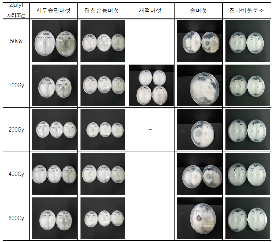 모균주와 감마선 조사 후 분리한 변이주의 대치배양 결과