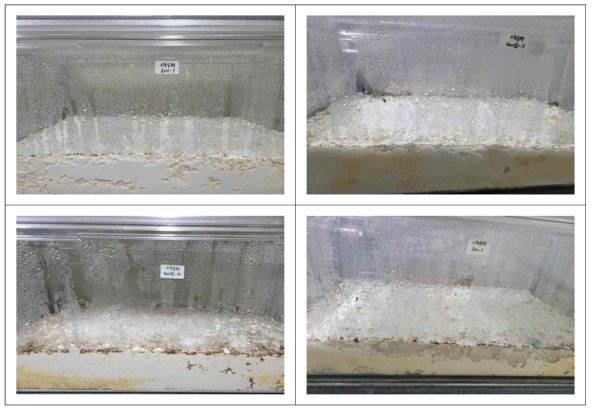 시루송편버섯 변이주의 균막형성 특성 조사 (60×50cm2)