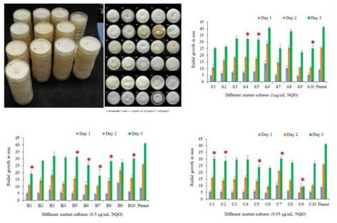 B. adusta 돌연변이 성장 최적화 및 선정