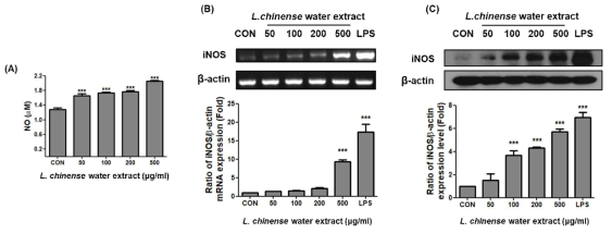 L. chinese 추출물이 RAW264.7 세포에서 NO 생성 및 iNOS 발현에 미치는 영향. (A) NO 생성량은 Griess 반응에 의해 측정되었고, (B) iNOS mRNA 발현 수준은 상응 하는 내부 표준 β-actin에 대한 mRNA 밀도계 측정의 비율로 표현됨. (C) iNOS 단백질 발현은 웨스턴 블롯 분석에 의해 결정됨, iNOS의 양은 상응하는 내부 표준 β-actin에 대한 단백질 밀도계 측정의 비율로 표현됨