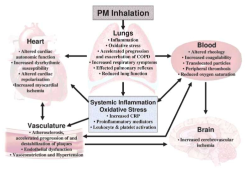 Pm 흡입이 심혈관, 호흡기계, 뇌에 미치는 병리생태학적 영향 (Pope and Dockery, 2006)