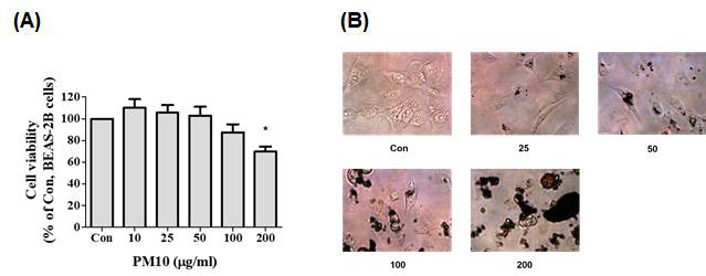 BEAS-2B 세포에서 PM10이 세포생존력과 형태 변화에 미치는 영향. (A) BEAS-2B세포는 24시간 동안 (0-10 μg/ml) PM10에 노출되었고 세포생존능은 CCK assay로 평가함. (B) PM10에 의해 유도된 BEAS-2B 세포의 형태학적 변화를 광확현미경을 통하여 관찰함