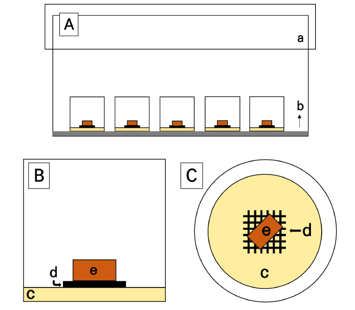흰개미의 살충효과를 평가하기 위해 사용되는 페트리디쉬 방법(JIS K 1571) 설계 A: 습도 유지를 위한 실험 공간의 내부 배치(치수: 220 × 400 × 150); B, C: 아크릴 기둥의 측면도 및 상단도; a: 실험용 플라스틱 상자; b: 종이 타월 + 물; c: 치과용 석고; d: 샘플 홀더; e: 목재 샘플 + 살균제