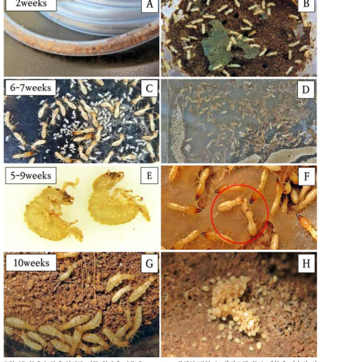 흰개미 약제 처리별 시간 경과에 따른 R. speratus 군체의 변화 A: 플라스틱 튜브 내부에 다수의 사체가 축적되어 통로가 막히는 양상 ; B: AI 병 안에 0.25% 나일 블루가 들어 있는 CSI 독먹이(bait)를 먹고 사는 흰개미; C: 알 더미; R. speratus를 6주 동안 피프로닐 독먹이(bait)로 처리한 후 유충이 화면에 나타났다; D: R. speratus를 CSI 독먹이(bait)로 3주간 처리한 후 평판에 죽은 흰개미; E: CSI 독먹이(bait) 처리 R. speratus에서 일개미의 잭나이프 자세; F: CSI 독먹이(bait) 처리된 R. speratus에서 동족 포식에 의한 처리제 이동; G: 10주 동안 피프로닐로 처리된 R. speratus 콜로니의 님프에서 개발된 2차 생식제; H: CSI 독먹이 (bait) 처리된 R. speratus 군체에서 진드기의 관찰