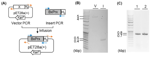 Bx-Prx 재조합 단백질 코딩 유전자 구축