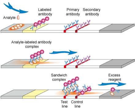 Lateral flow assay 기반 sandwich-type immunochromatograpy 작동 원리 (출처: Creative-Diagnostics社 홈페이지)