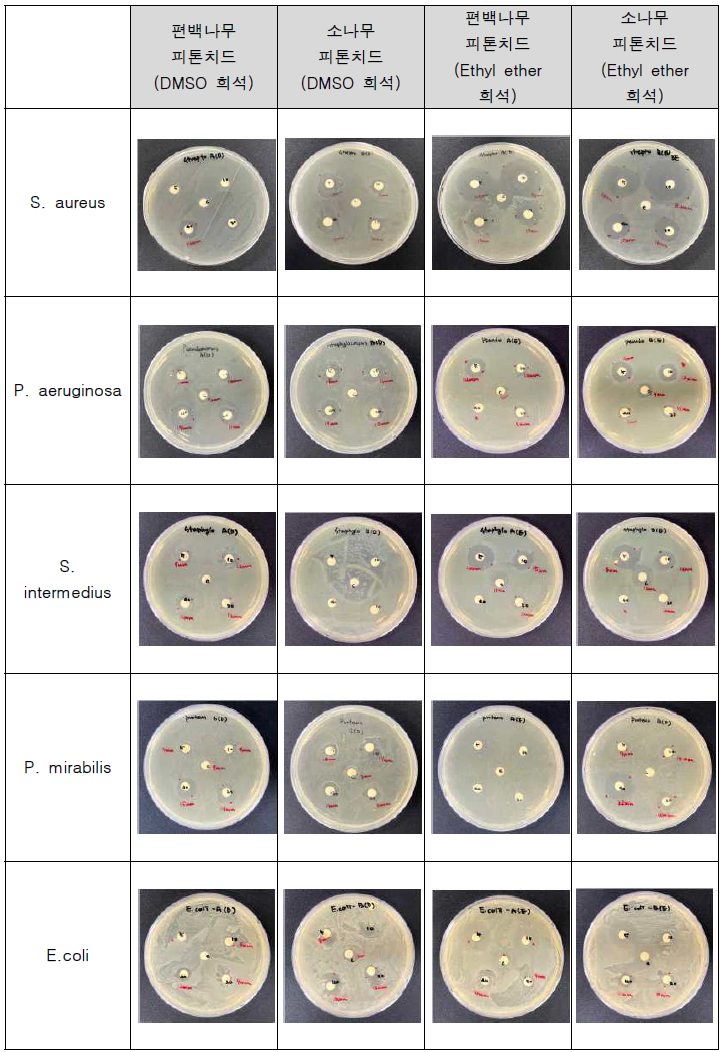 박테리아에 대한 피톤치드 (편백나무, 소나무)의 paper disk 결과
