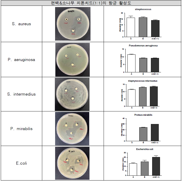 박테리아에 대한 피톤치드 (편백나무, 소나무, 혼합)의 paper disk 결과