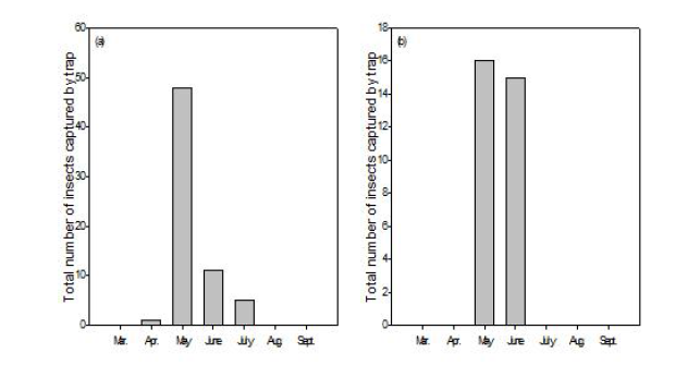 붉은목나무좀의 소나무 임분에서의 월별 발생량(a) 및 일본잎갈나무 임분에서의 월별 발생량(b)