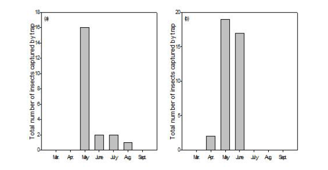 떡갈나무질나무좀의 소나무 임분에서의 월별 발생량(a) 및 일본잎갈나무 임분에서의 월별 발생량(b)