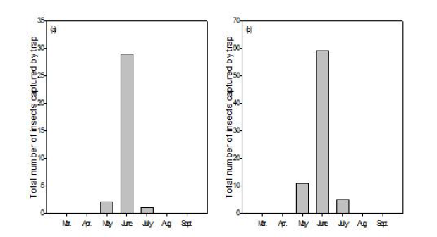 목련나무좀의 소나무 임분에서의 월별 발생량(a) 및 일본잎갈나무 임분에서의 월별 발생량(b)