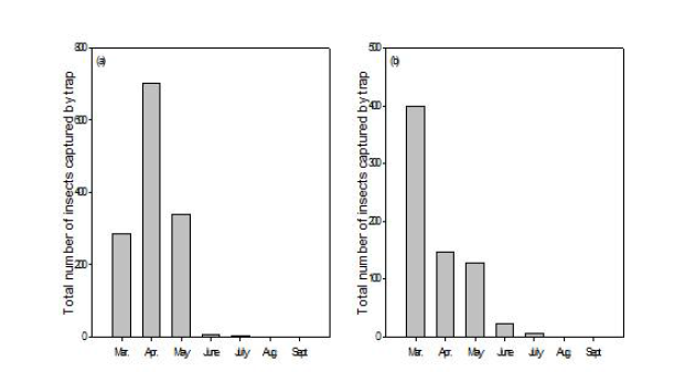 소나무줄나무좀의 소나무 임분에서의 월별 발생량(a) 및 일본잎갈나무 임분에서의 월별 발생량(b)
