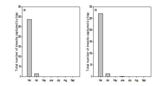 검줄나무좀의 소나무 임분에서의 월별 발생량(a) 및 일본잎갈나무 임분에서의 월별 발생량(b)