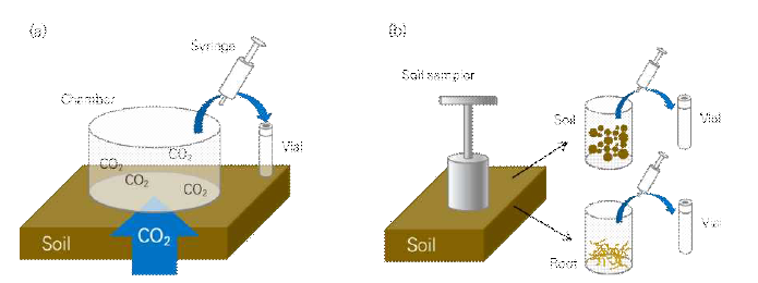 기체상 탄소 안정동위원소를 이용한 Rs 세분화 실험. (a) Rs의 CO2 샘플링 과정. (b) Rs 중 토양미생물호흡과 뿌리호흡의 CO2 샘플링 과정