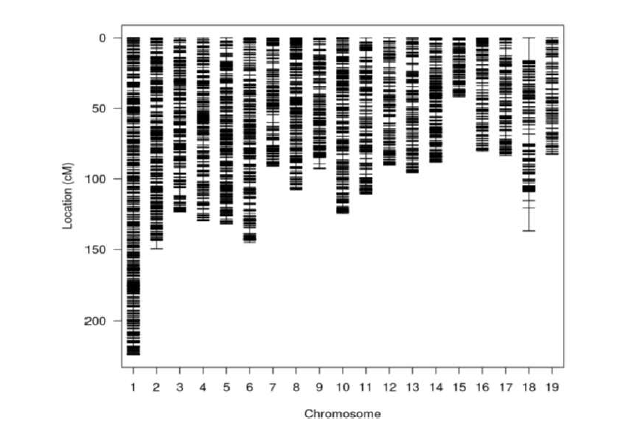 사시나무의 유전연관지도. x축은 연관군(염색체), y축은 SNP 마커의 유전적 거리를 의미함