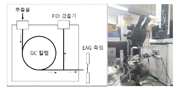 GC-EAD 원리 도식도(좌)와 실제 사용한 장비 사진(우)