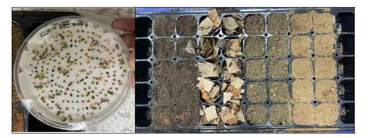 생장상에서 발아한 거제수나무 종자(좌)와 치수 이식상(우)