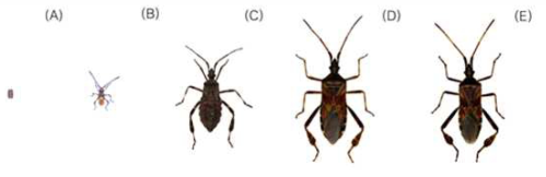 소나무허리노린재의 발육단계별 형태 알(A), 1령 약충(B), 5령 약충(C), 암컷 성충(D), 수컷 성충(E)