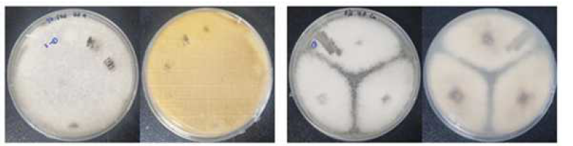 일본잎갈나무 구과 실편에서 관찰된 Fusarium 속 균