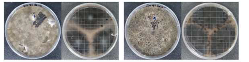 일본잎갈나무 구과 실편에서 관찰된 Coniothyrium 속 균