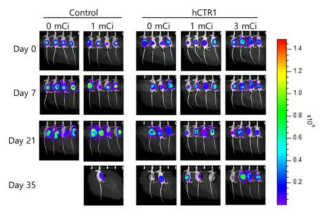 생체발광영상을 통한 치료효과 평가. Cu-64를 처리하지 않은 U87MG-L 종양 및 U87MG-L-hCTR1 종양 마우스 모델에서 생체발광 강도는 종양의 성장과 함께 증가하였음. Cu-64 처리 군의 경우 U87MG-L-hCTR1 종양 마우스 모델에서 종양의 생체발광 강도가 억제되는 것으로 나타났음