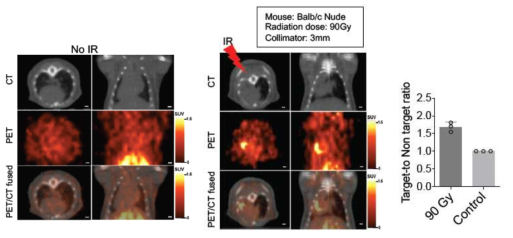 64Cu-NOTA-Ab417(항 L1CAM 항체)을 이용한 PET/CT 영상화