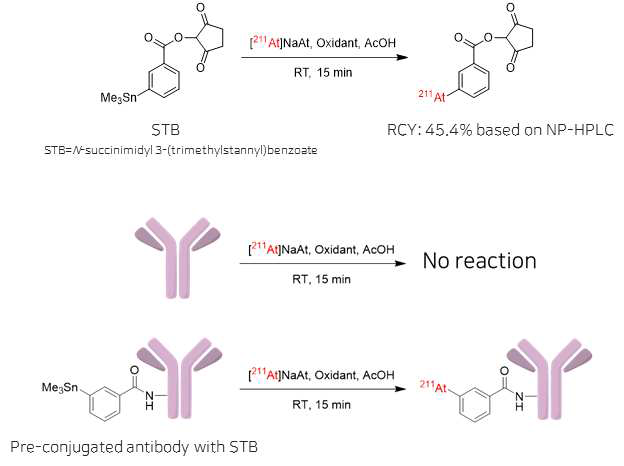 STB와 STB-항체 conjugate를 이용한 At-211 표지테스트 실험