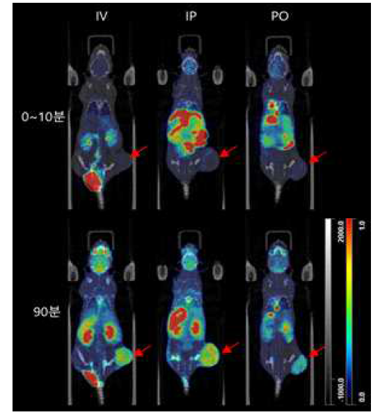 투여경로에 따른 dynamic PET/CT 영상