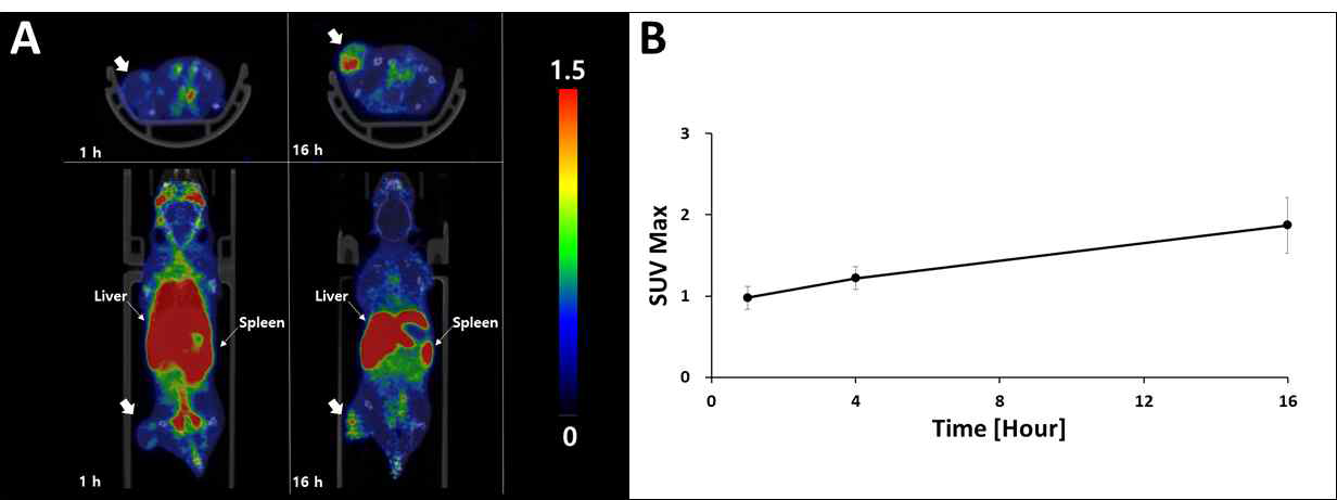 64Cu-TDAP의 종양 이식(허벅지) 마우스 PET 영상(A)과 종양의 SUVmax (B)