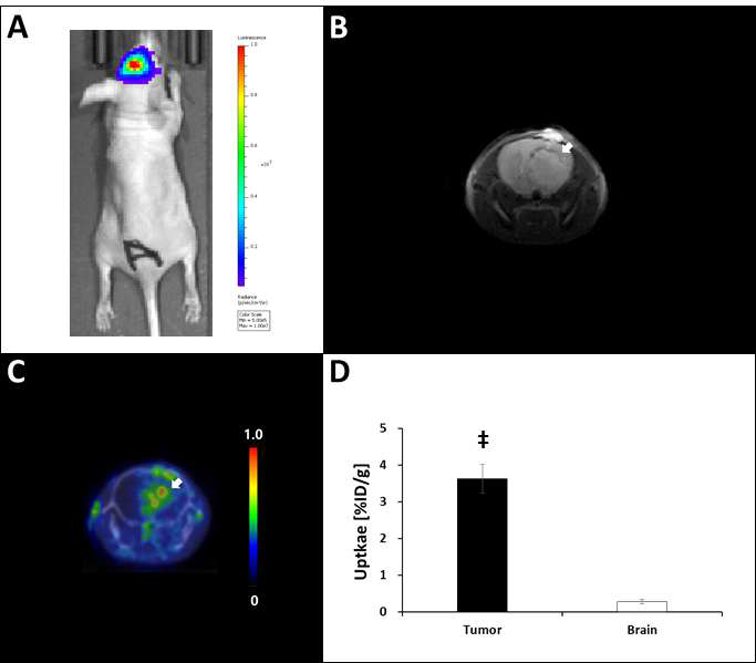 뇌 종양이식(정위) 모델의 발광(A)과 MR(B) 영상, 64Cu-TDAP 주사 16시간 후 brain PET 영상(C), 뇌 종양과 정상 뇌의 %ID/g(D)