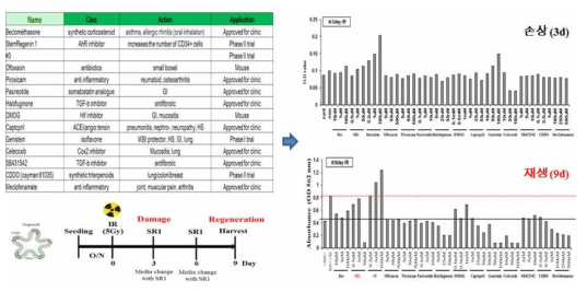 장 미니장기 기반 재생증진 약물탐색/선별 및 SR1의 치효 효능 검증