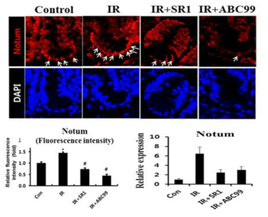 방사선과 약물 처리에 따른 마우스 조직에서 notum 발현 분석